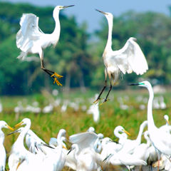 Kottayam