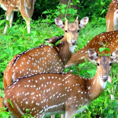 Palakkad