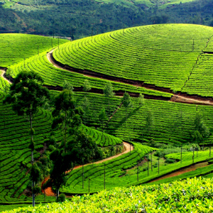 Munnar