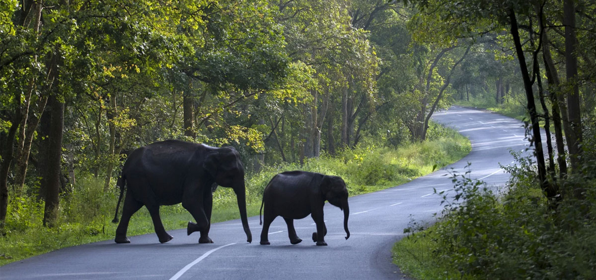 Muthanga Wildlife Sanctuary