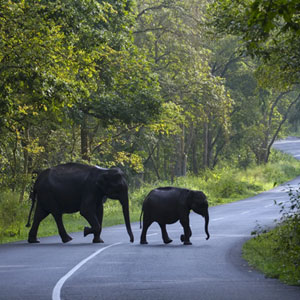 Muthanga Wildlife Sanctuary