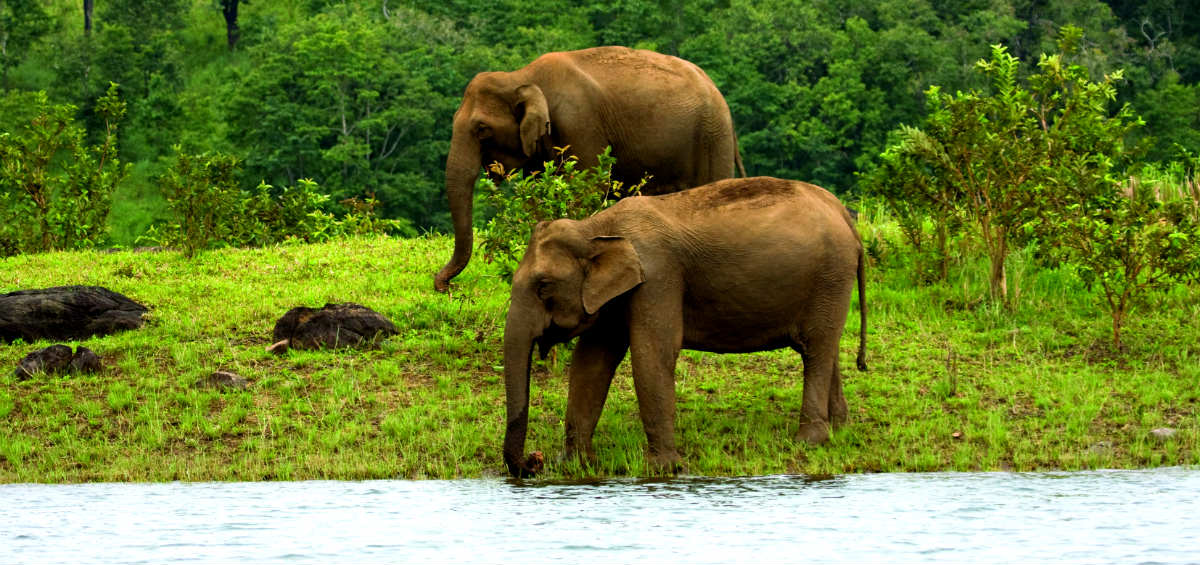 Thekkady